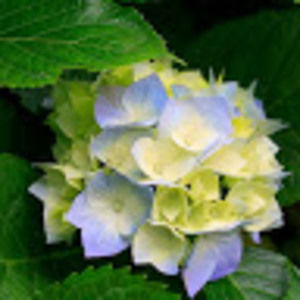 Meet your Posher, Lanxu clara